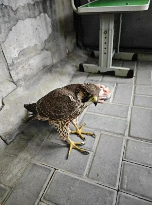 盛金证券 受伤游隼落入院内！北京热心居民合力救助